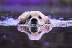 a dog is swimming in the water with its head above the water's surface