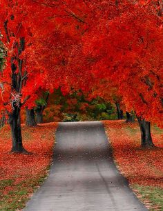 an empty road surrounded by trees with red leaves