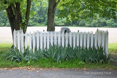 a white picket fence sitting next to a tree