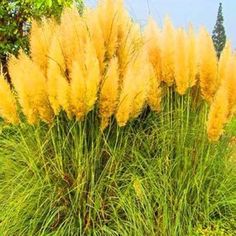 Egrow 200Pcs Pampas Grass Magic Garden Seed Potted Ornamental Plants Cortaderia Selloana Bonsai - Newchic Mobile