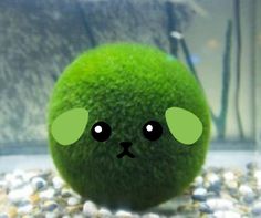 an odd looking green ball with eyes on it's face sitting in some gravel