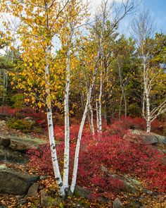 the trees are changing colors in the forest