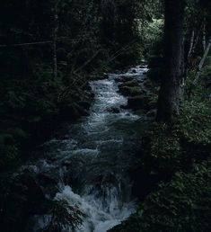 a river running through a forest filled with lots of green plants and trees at night