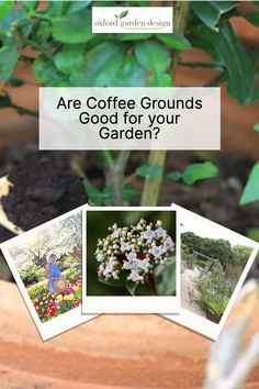 there are coffee grounds and flowers in the garden with text overlay that reads are coffee grounds good for your garden?