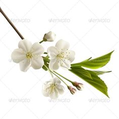 some white flowers and green leaves on a white background - stock photo - images gratien