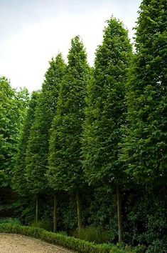 a row of tall trees next to a gravel road