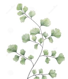 watercolor painting of green leaves on white background royalty image - illustration, clipping