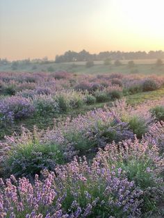 the sun is setting over a lavender field