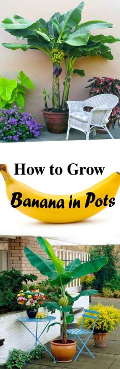 how to grow a banana in pot