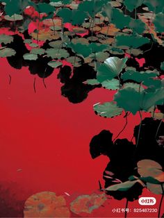 water lilies are growing on the surface of a pond with red sky in the background