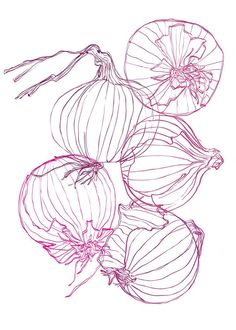 an image of onions drawn in red ink on white paper with pink pen and marker