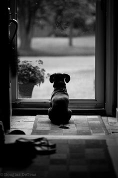 a black and white photo of a dog sitting in front of a door looking out