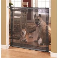 two dogs in a room with a screen on the floor