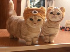 two cats standing on top of a wooden table wearing funny hats with eyes and ears