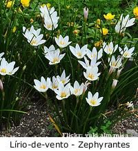 some white and yellow flowers are in the grass