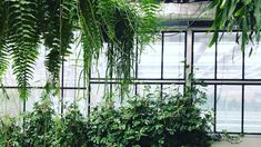 some plants are growing inside of a building with glass walls and lots of greenery