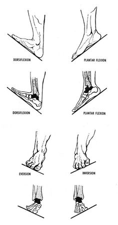 Muscles Anatomy, Foot Anatomy, Trening Sztuk Walki, Basic Anatomy And Physiology, Anatomy Physiology, Yoga Anatomy, Human Body Anatomy, Medical School Studying, Muscle Anatomy