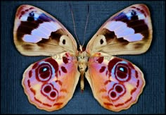 an orange and brown butterfly with black spots on it's wings, sitting on a blue surface