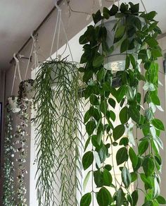 some green plants are hanging from the ceiling