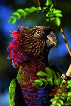 a colorful bird perched on top of a tree next to a leaf filled branch with green leaves