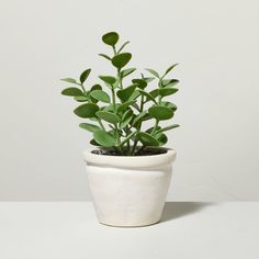 a potted plant with green leaves in it