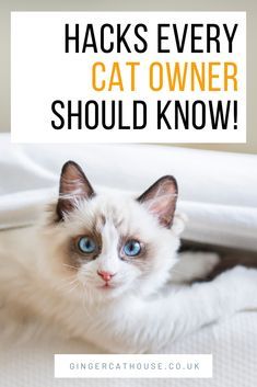 a white cat with blue eyes sitting on top of a bed next to the words hacks every cat owner should know