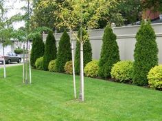 a row of trees in the middle of a green lawn with cars parked on it