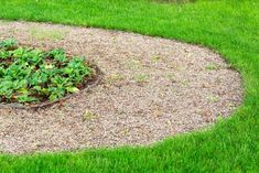 a circular garden bed in the middle of some grass and gravel with plants growing out of it