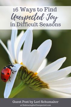 a ladybug sitting on top of a white flower with the words, 16 ways to find unexpected joy in difficult seasons