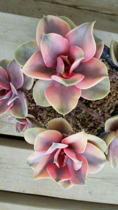 some pink flowers are growing out of a pot