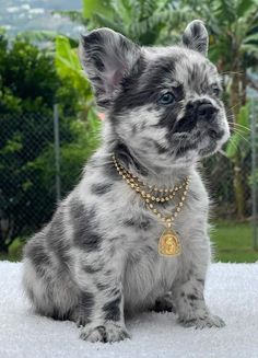 a small gray and white dog wearing a gold necklace