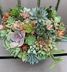 an arrangement of succulents and ferns on a bench