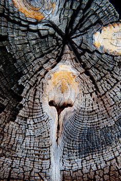 an image of the inside of a tree trunk