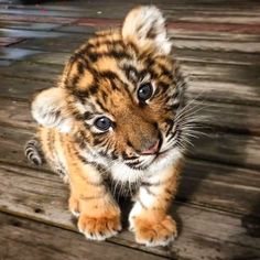 a small tiger cub sitting on top of a wooden floor