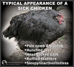 a black chicken with the words typical appearance of a sick chicken on it's back