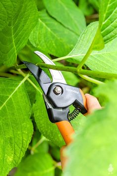 a person holding a pair of scissors in their hand next to some green leafy plants