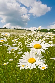 a field full of white daisies under a blue sky