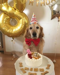 a dog sitting in front of a birthday cake