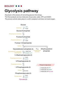 the diagram shows how to use glycoglysis pathway