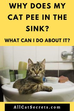 a cat sitting in a sink with the caption why does my cat pee in the sink? what can i do about it?