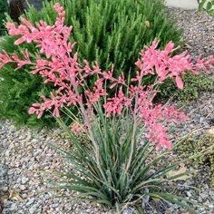 pink flowers are blooming in the gravel next to some bushes and plants on the ground