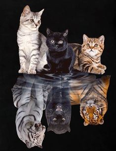 four cats sitting on top of each other in front of a black background with water