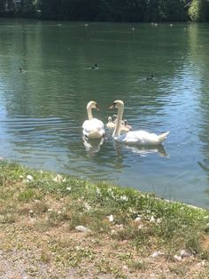 two swans are swimming in the water with their young ones on it's back