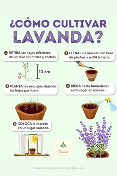 a poster showing different types of flowers and plants in potted pots with the words, como cultivar lavanda?