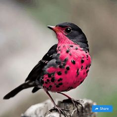 a pink and black bird sitting on top of a tree branch