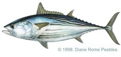 a drawing of a bluefinish fish with stripes on it's body and tail