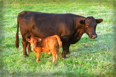 a mother cow and her calf standing in the grass