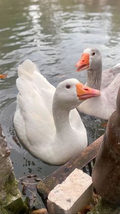 two white ducks are swimming in the water