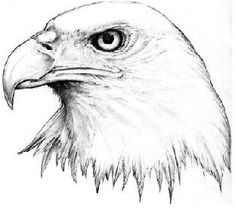 an eagle's head is shown in this black and white drawing by artist person