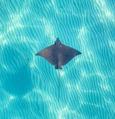 a manta ray swims in the blue ocean water, looking down at it's tail